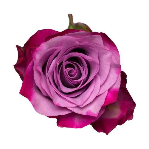 Rose -Deep purple (50)
