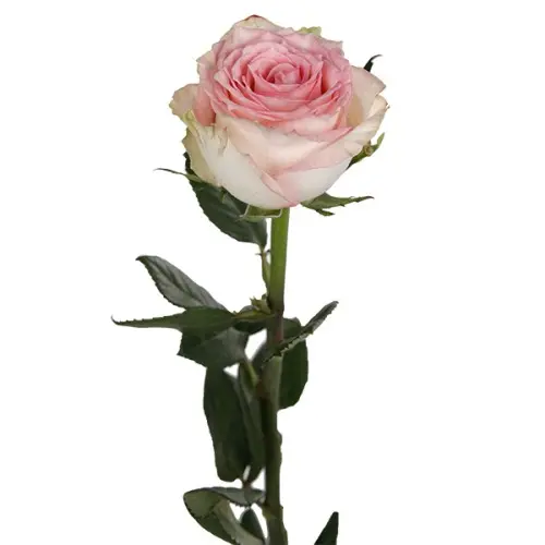 Rose -Esperance (50) 