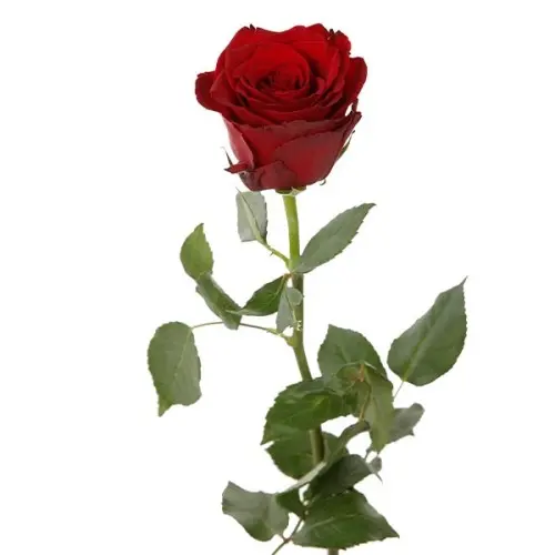 Rose -Explorer (40)