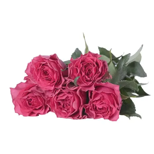 Rose -Hotspot (50)
