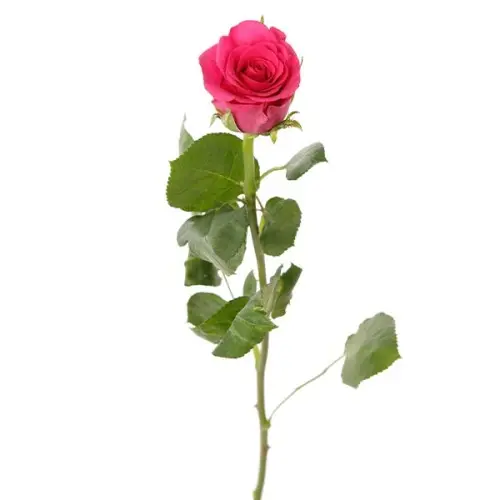 Rose -Memory (50)