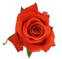 Rose -Orange wave (60) 