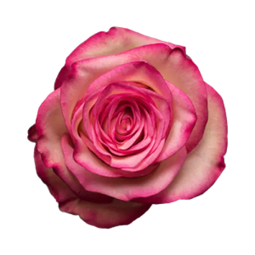 Rose -Paloma (50) 