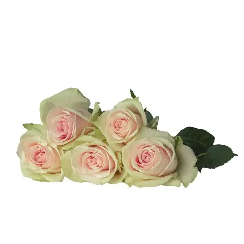 Rose -Pink Athena (60)