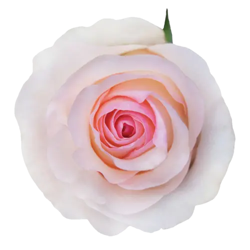 Rose -Senorita (50) 