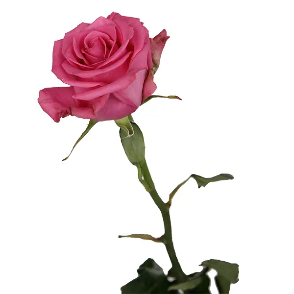 Rose -Tacazi (60)