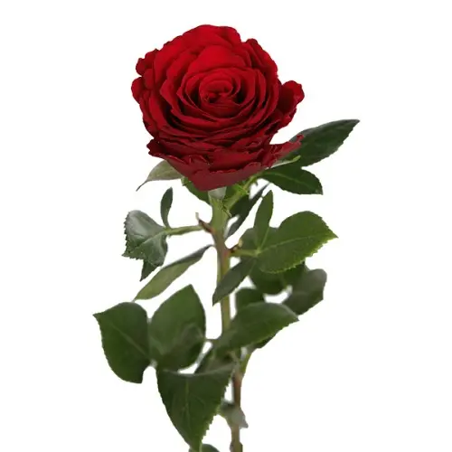 Rose -Upper class (40) 