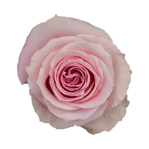 Rose -Candy girl (60)