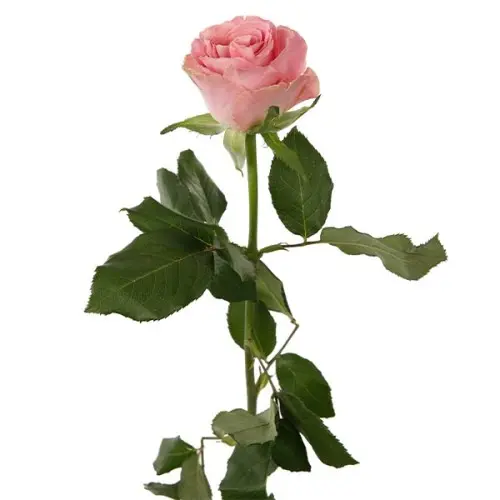 Rose -Hermosa (40)