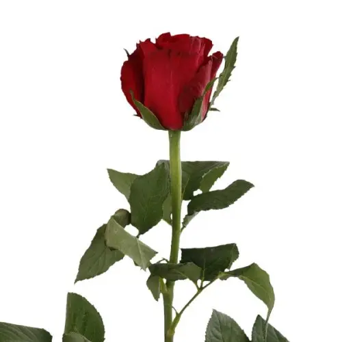 Rose -Madam Red (50)