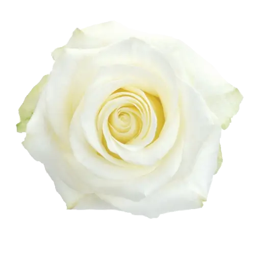 Rose -Polar star (50) 