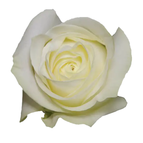 Rose -Proud (40) 