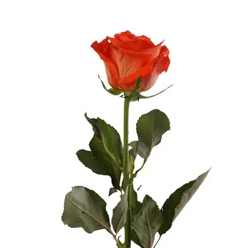 Rose -Copacabana (60)