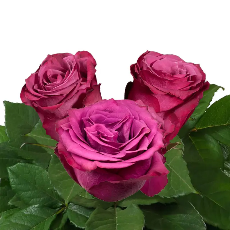 Rose -Blue Berry (50) 
