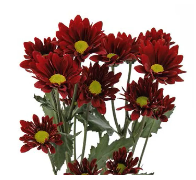 Chr Spray- Chilli Pepper (70)