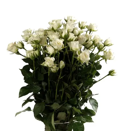 Spray Rose-Snow Bubble(50) 