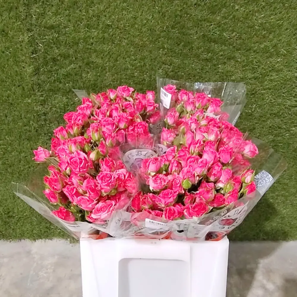 Spray Rose -Eileen (50)