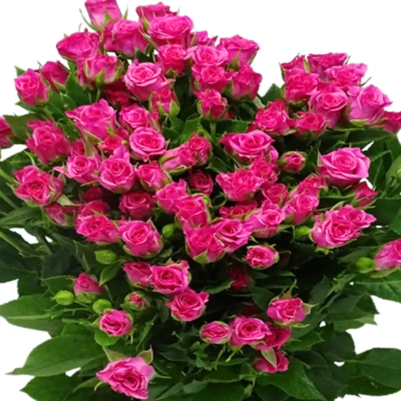 Spray Rose -Eileen (50)