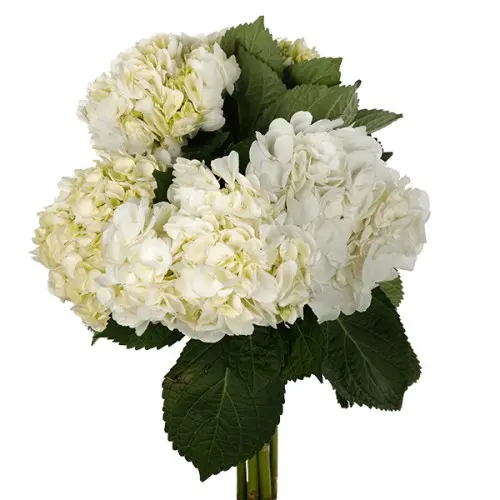 Hydrangea-White (50)  