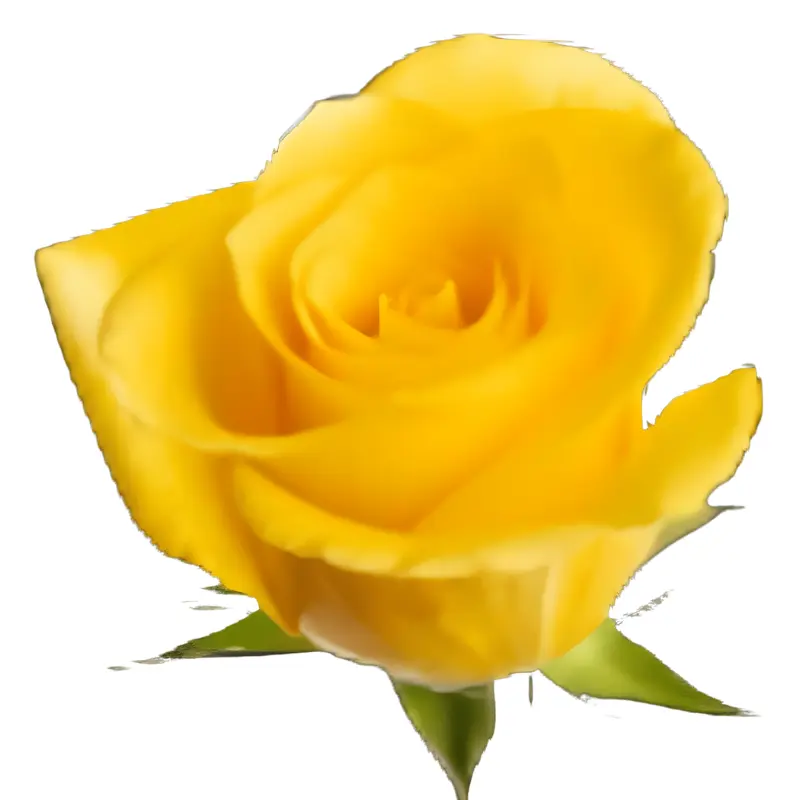 Rose -Momentum (50) E