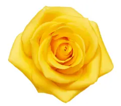 Rose -Momentum (60) EC