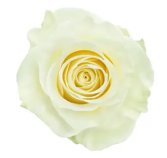 Rose - Mondial (50) EC