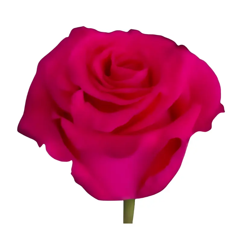 Rose -Full Monty (50) E