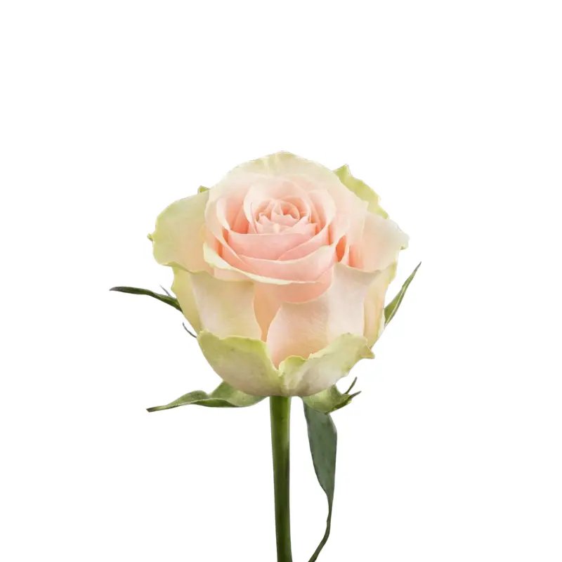 Rose -Frutteto (50)  