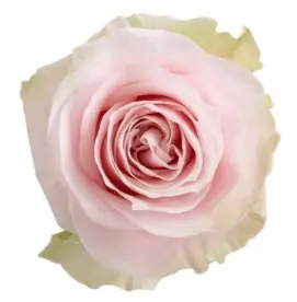Rose -Pink Mondial (60) EC