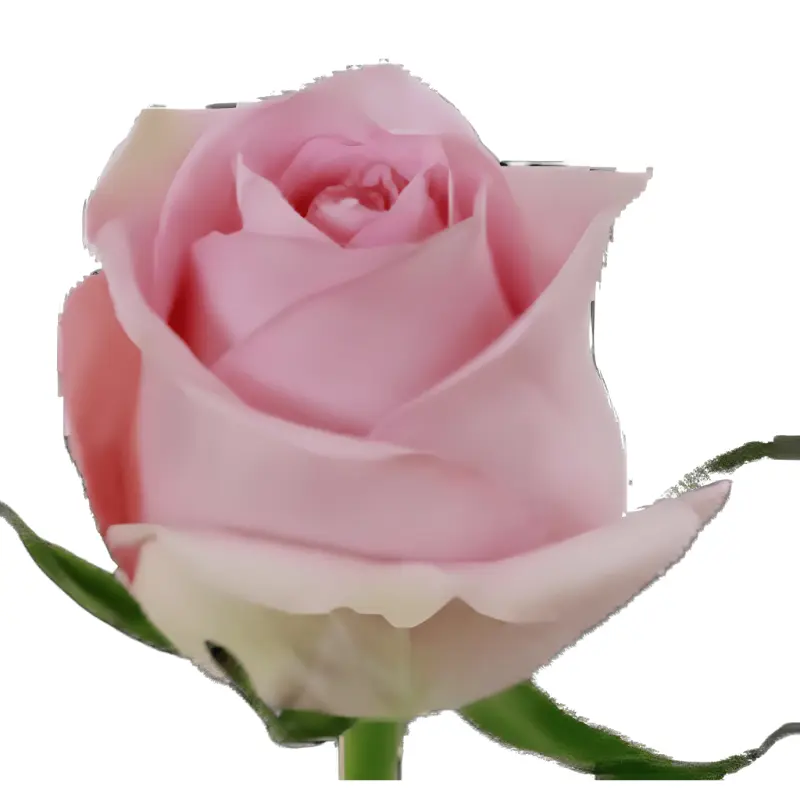 Rose -Luciano (60) E