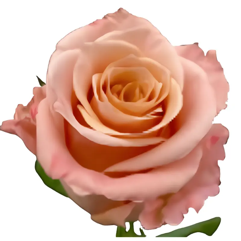 Rose -Shimmer (50) E