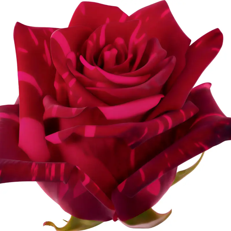 Rose -Red Panther (50) E