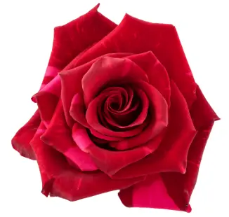 Rose -Red Panther (50) EC