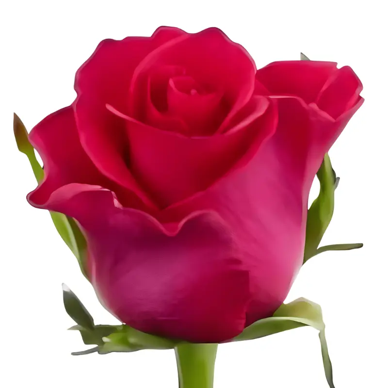 Rose -Gotcha (50) E