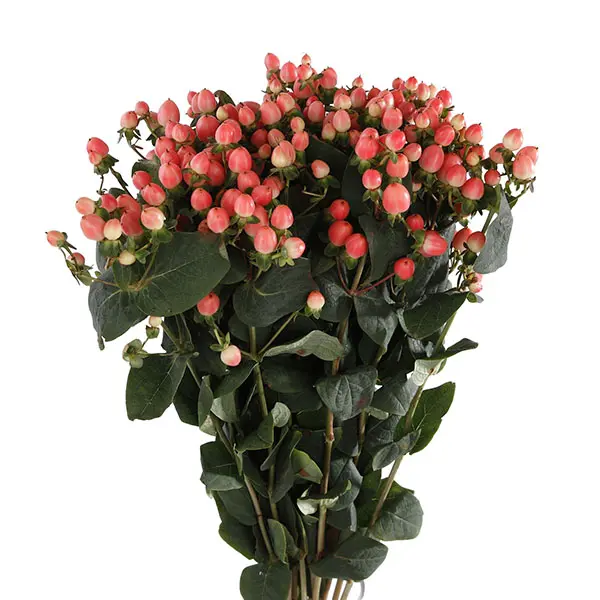 Hypericum-Pink (70)