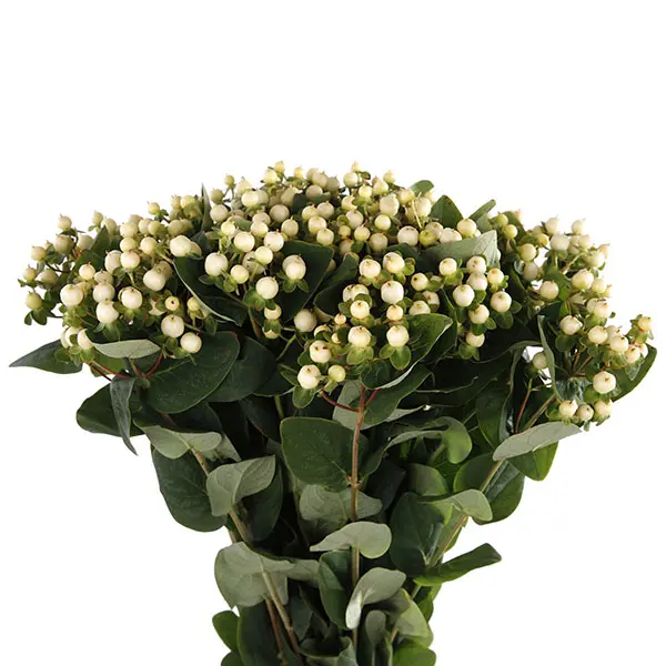 Hypericum-White (70) 
