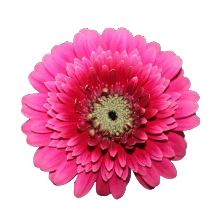 Germini Ateneo- (50)