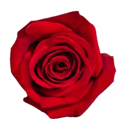 Rose - Freedom (60) EC