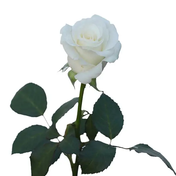 Rose -Mondial (60) 