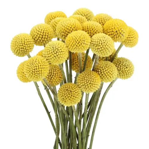 Craspedia Paintball Pop Yellow 60 CM