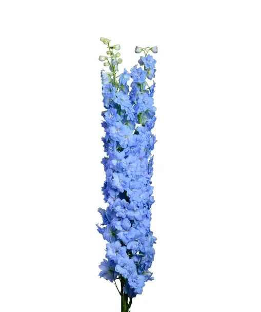Delphinium - Sky Blue 