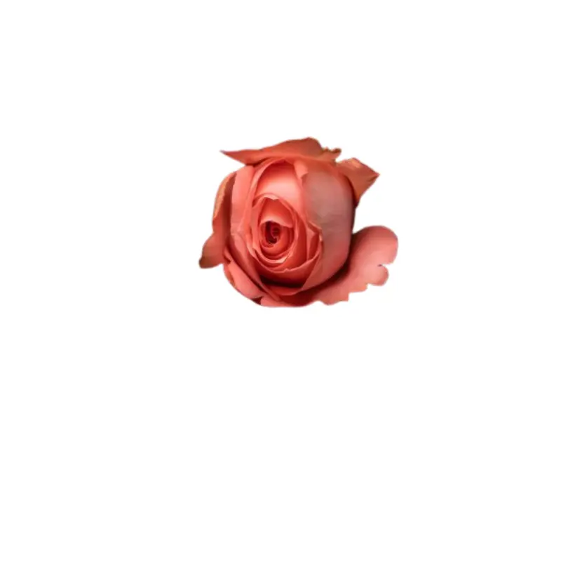 Rose -Be Sweet (40)