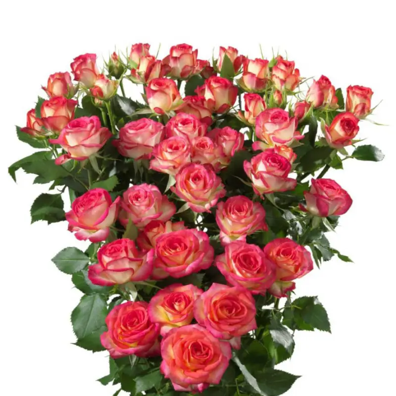 Spray Rose-Mic Mac (50) 