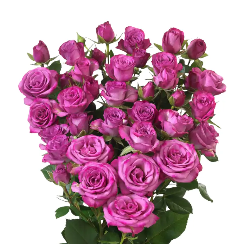 Spray Rose -Fiction (60) 