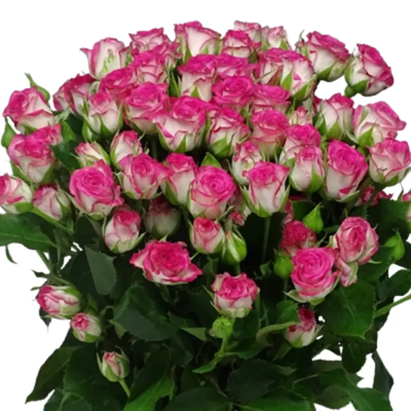 Spray Rose -Haley (60)