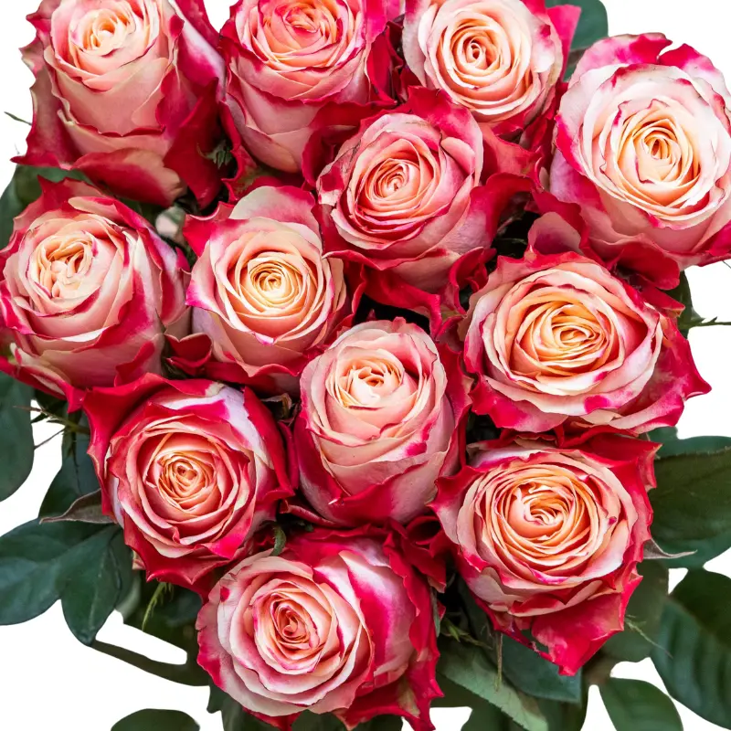 Rose -Chapeau (60)