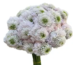 Scabiosa - Vanilla (60)