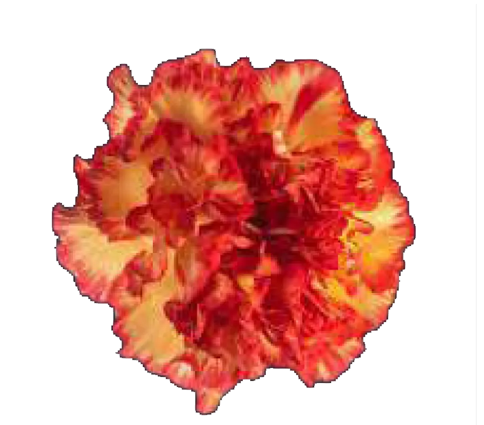 Carnation Single-Red (20-Stems)
