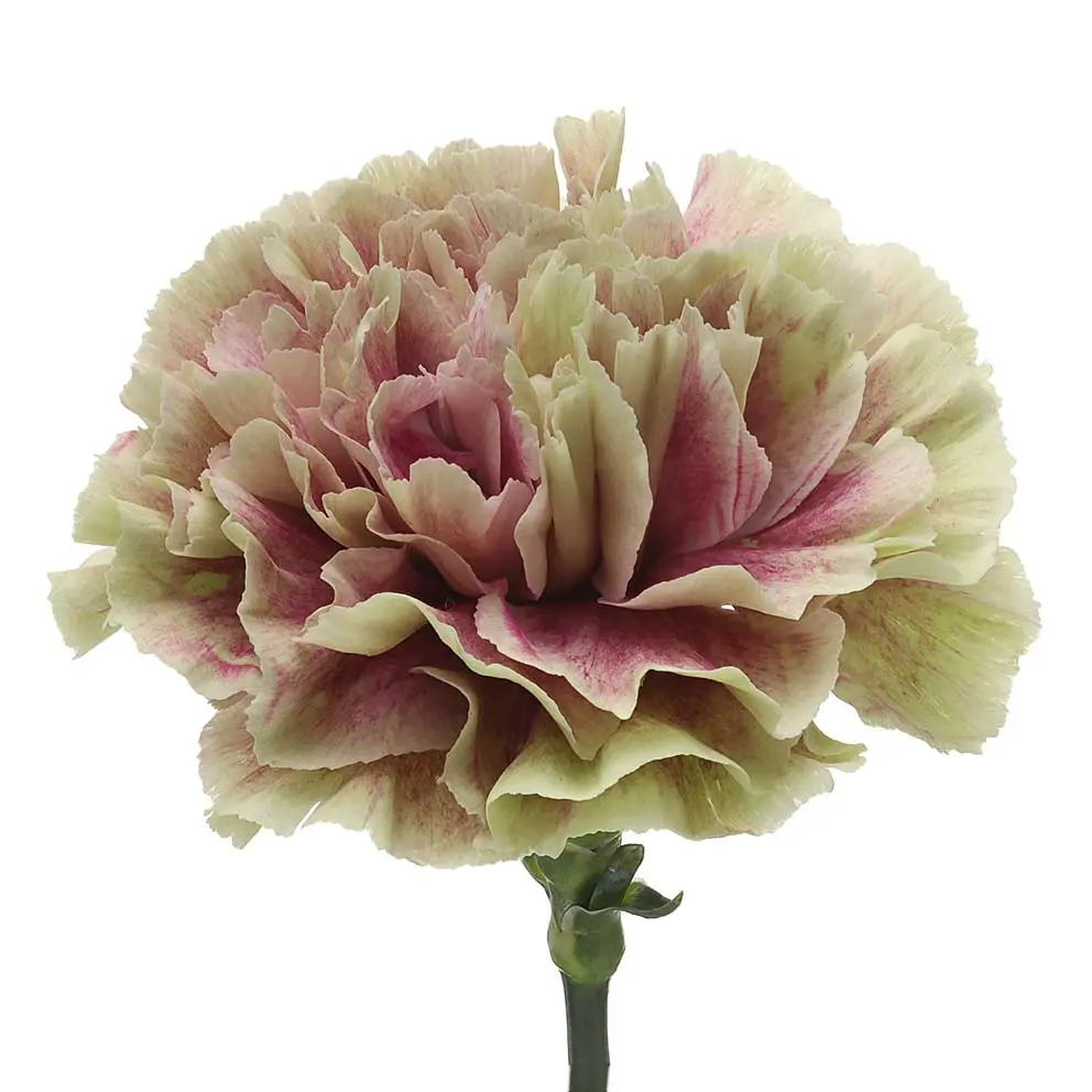 Carnation Single- Bi Colour -(20 Stems) 