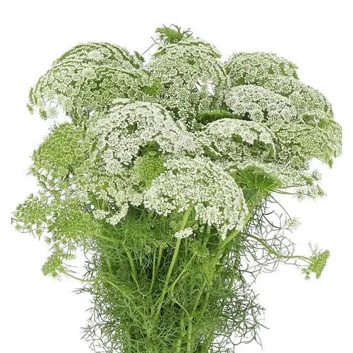 Ammi